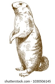 Vector antique engraving drawing illustration of marmot isolated on white background