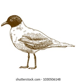 Vector antique engraving drawing illustration of mediterranean gull isolated on white background