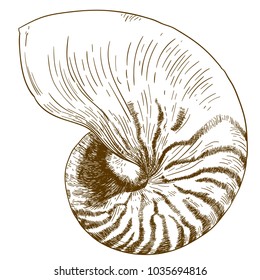 Nautilus Shell Drawing Images Stock Photos Vectors Shutterstock