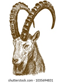 Vector antique engraving drawing illustration of siberian ibex isolated on white background