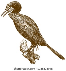 Vector antique engraving drawing illustration of cormorant isolated on white background