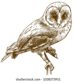 Vector antique engraving drawing illustration of barn owl isolated on white background