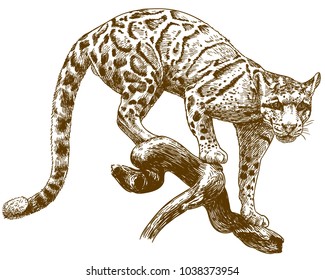 Vector Antique Engraving Drawing Illustration Of Clouded Leopard Isolated On White Background