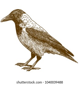 Vector antique engraving drawing illustration of crow isolated on white background