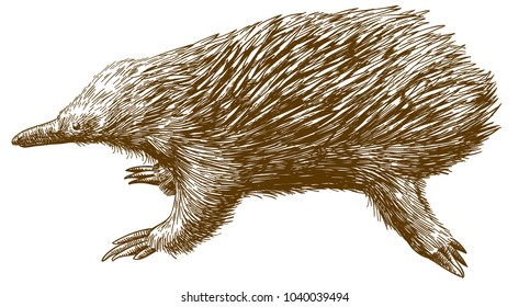 Vector antique engraving drawing illustration of echidna isolated on white background