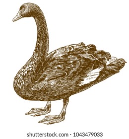 Vector antique engraving drawing illustration of west Australian black swan isolated on white background