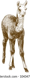 Vector antique engraving drawing illustration of llama cub or alpaca or guanaco baby isolated on white background