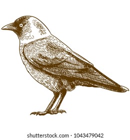 Vector antique engraving drawing illustration of jackdaw isolated on white background