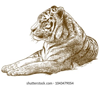 Vector antique engraving drawing illustration of siberian tiger or Amur tiger isolated on white background