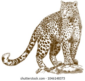 Vector Antique Engraving Drawing Illustration Of Leopard Isolated On White Background
