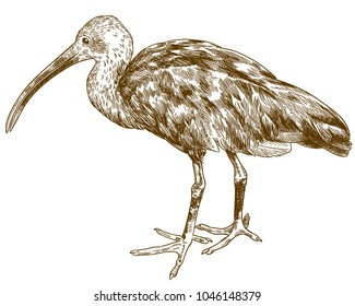 Vector antique engraving drawing illustration of scarlet ibis isolated on white background