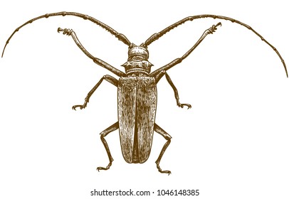 Vector antique engraving drawing illustration of longhorn beetle on white background