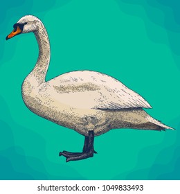 Vector antique engraving drawing illustration of swan in retro style