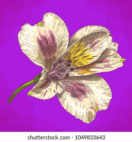 Vector antique engraving drawing illustration of alstroemeria flower in retro style