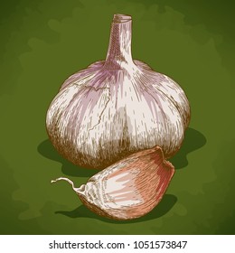 Vector antique engraving drawing illustration of garlic in retro style