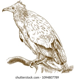 Vector antique engraving drawing illustration of egyptian vulture (neophron percnopterus) on white background