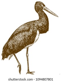 Vector antique engraving drawing illustration of black stork (Ciconia nigra) isolated on white background