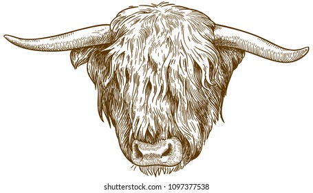 Vector antique engraving drawing illustration of highland cattle head isolated on white background