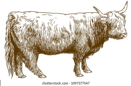 Vector antique engraving drawing illustration of Highland cattle cow (bos taurus taurus) isolated on white background