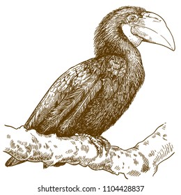 Vector antique engraving drawing illustration of female Blyth's hornbill or papuan hornbill isolated on white background