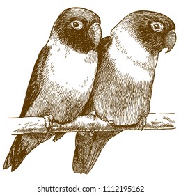 Vector antique engraving drawing illustration of yellow-collared lovebird (agapornis personatus) isolated on white background