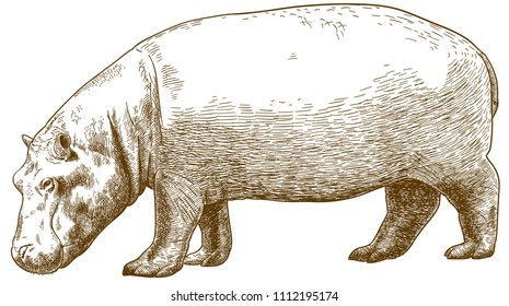 Vector antique engraving drawing illustration of hippo (Hippopotamus amphibius) isolated on white background