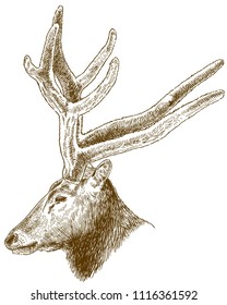 Vector antique engraving drawing illustration of big deer head isolated on white background