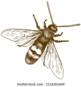 Vector antique engraving drawing illustration of hornet or vespa isolated on white background