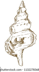 Vector antique engraving drawing illustration of bursa (bursidae) shell isolated on white background