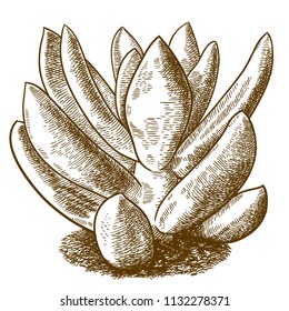 Vector antique engraving drawing illustration of pachyveria glauca little jewel isolated on white background