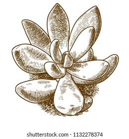 Vector antique engraving drawing illustration of pachyveria glauca little jewel succulent isolated on white background