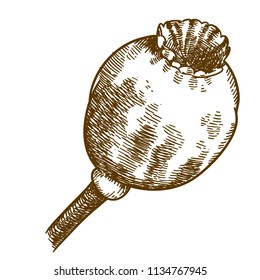 Vector antique engraving drawing illustration of big poppy pod isolated on white background