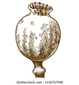 Vector antique engraving drawing illustration of poppy pod isolated on white background