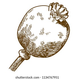 Vector antique engraving drawing illustration of poppy pod isolated on white background