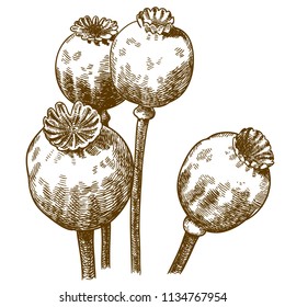 Vector antique engraving drawing illustration of four poppy pod isolated on white background