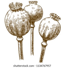 Vector antique engraving drawing illustration of three poppy pod isolated on white background
