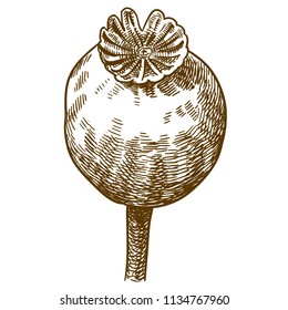 Vector antique engraving drawing illustration of big poppy pod isolated on white background