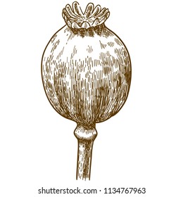 Vector antique engraving drawing illustration of poppy pod isolated on white background