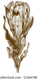 Vector antique engraving drawing illustration of protea carnival flower or sugarbushes or fynbos isolated on white background