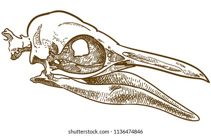 Vector antique engraving drawing illustration of penguin skull isolated on white background