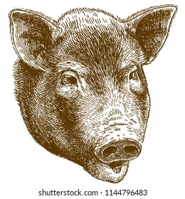 Vector antique engraving drawing illustration of pig head isolated on white background