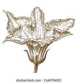 Vector antique engraving drawing illustration of squash blossoms isolated on white background