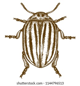 Vector antique engraving drawing illustration of Colorado potato beetle (Leptinotarsa decemlineata) isolated on white background