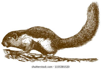 Vector antique engraving drawing illustration of Prevost's squirrel (Callosciurus prevostii) isolated on white background