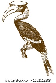Vector antique engraving drawing illustration of great hornbill isolated on white background