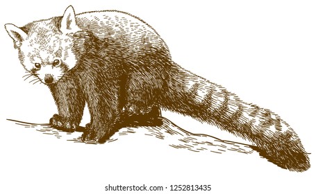 Vector antique engraving drawing illustration of red panda (Ailurus fulgens) isolated on white background