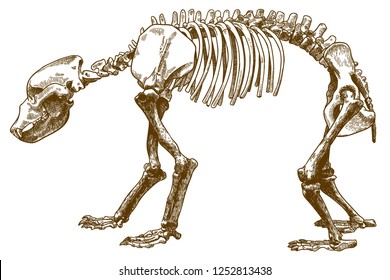 Vector antique engraving drawing illustration of bear skeleton isolated on white background