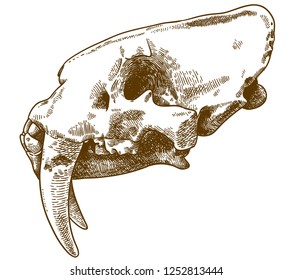 Vector antique engraving drawing illustration of smilodon skull isolated on white background