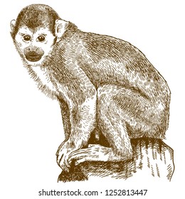 Vector antique engraving drawing illustration of squirrel monkey (saimiri sciureus) isolated on white background