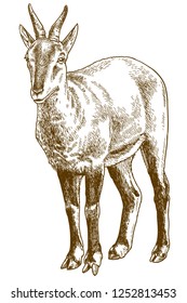 Vector antique engraving drawing illustration of chinese goral goat isolated on white background